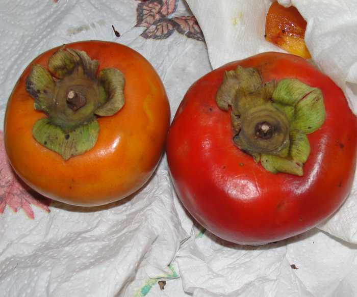 Persimmons 
