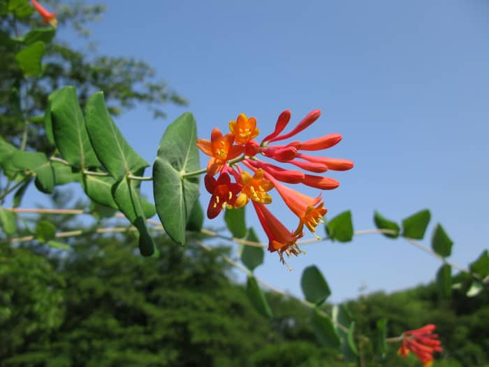 Coral Honeysuckle (Lonicera sempervirens)