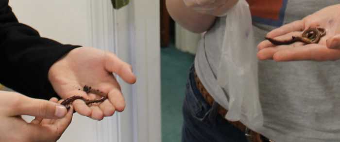 Observing live worms