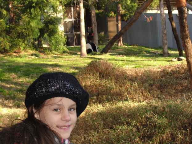 We enjoyed watching the panda bears eat a tasty breakfast of crunchy bamboo at the National Zoo.