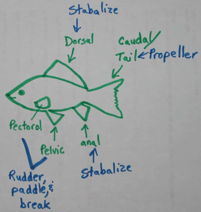 Anatomy of fish
