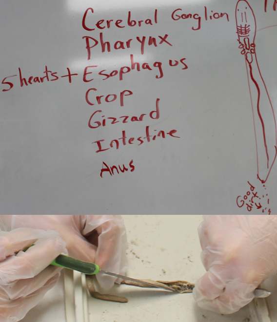 Worm anatomy & dissection