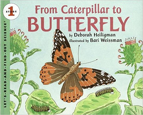 From Caterpillar to Butterfly Big Book (Let's-Read-and-Find-Out Science 1) by Deborah Heiligman - All images are from amazon.com.