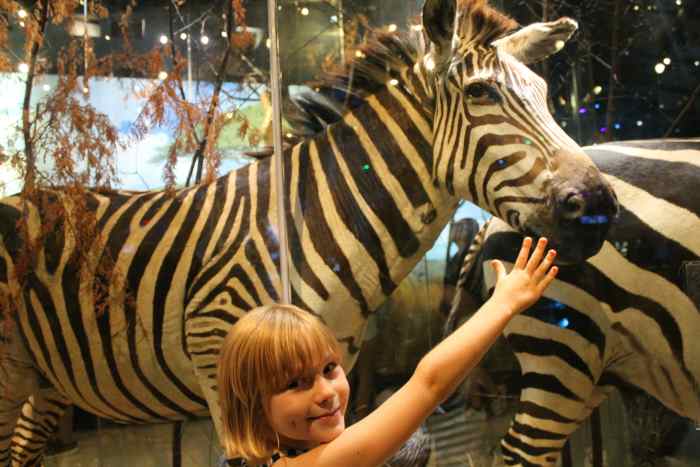 There are also plenty of animals to see. This is much less expensive than the zoo and you'll be able to get great views of them.