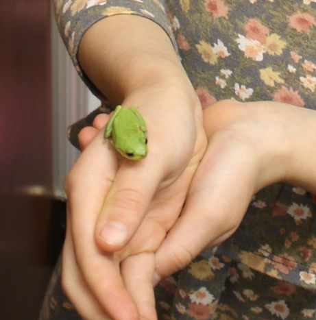 Observing a live frog