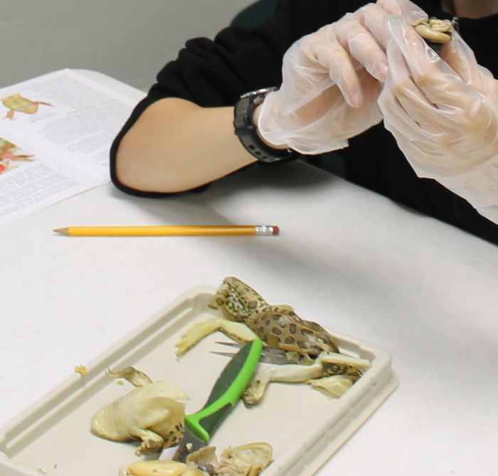 Dissecting the digestive system