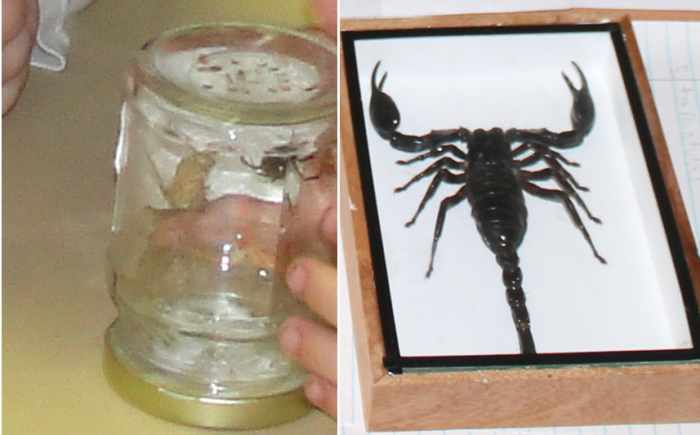 Watching a spider kill an insect & passing around a mounted scorpion
