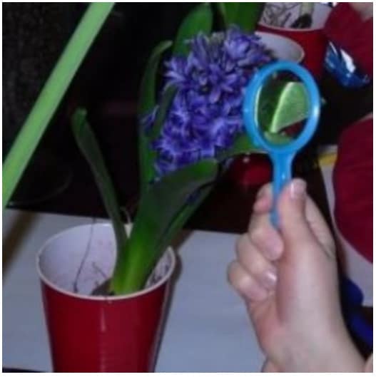 Observing parts of a flower from and activity found in Part 2: Flowers Lesson