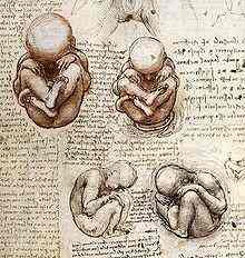 Obstetrics. He had detailed drawings of babies in all stages in utero along with the womb.