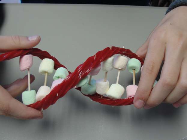 Edible DNA model