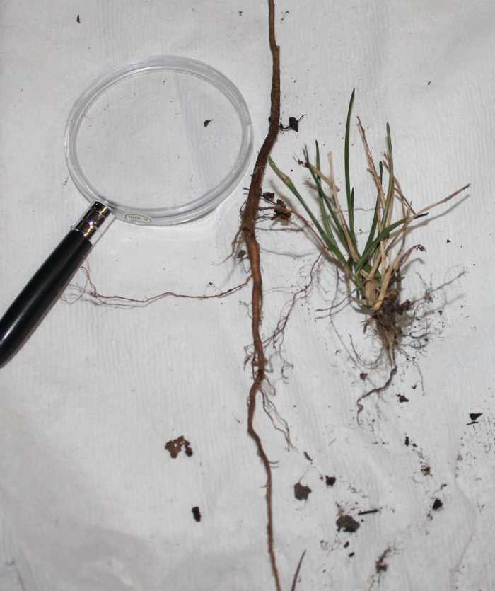 Comparing tap & fibrous roots