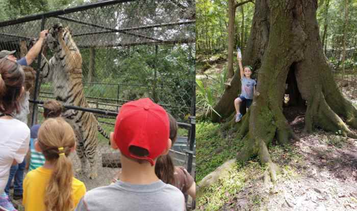 Mystic Jungle & Suwannee River State Park