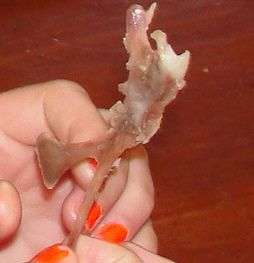 Chicken bone