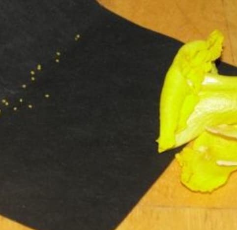 Dissecting a flower and discovering the pollen (on the black paper)