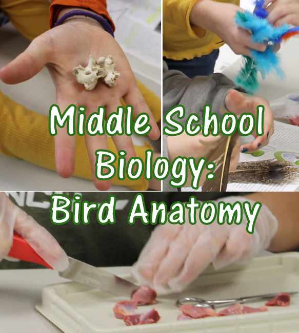 Christian Middle School Biology Lesson: Bird Anatomy