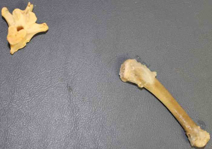 skeletal-muscular-integumentary-systems