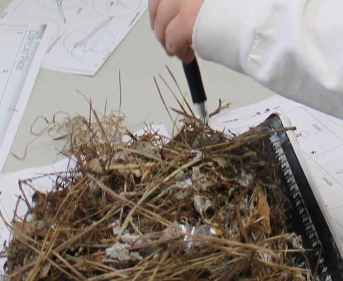 bird-features-lesson