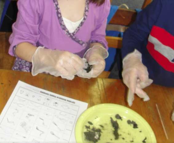 Dissecting an owl pellet