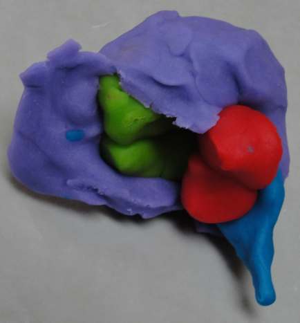 Adding the cerebral cortex