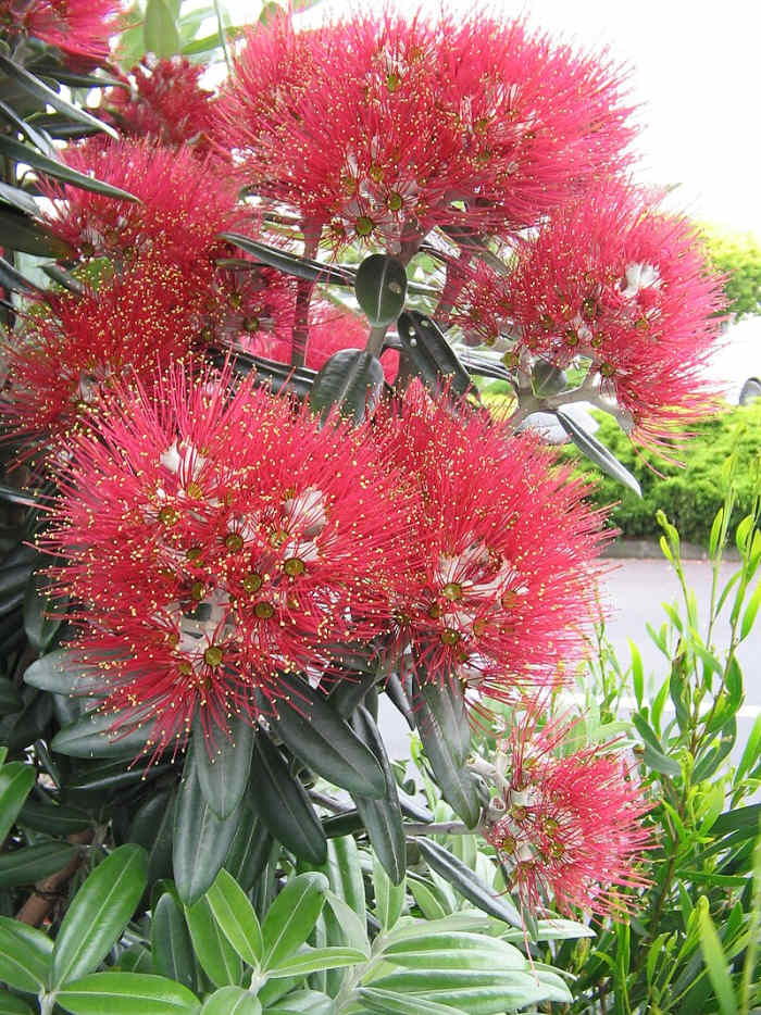 Pohutukawa tree, known as New Zealand's Christmas tree