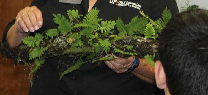 Resurrection Fern specimen