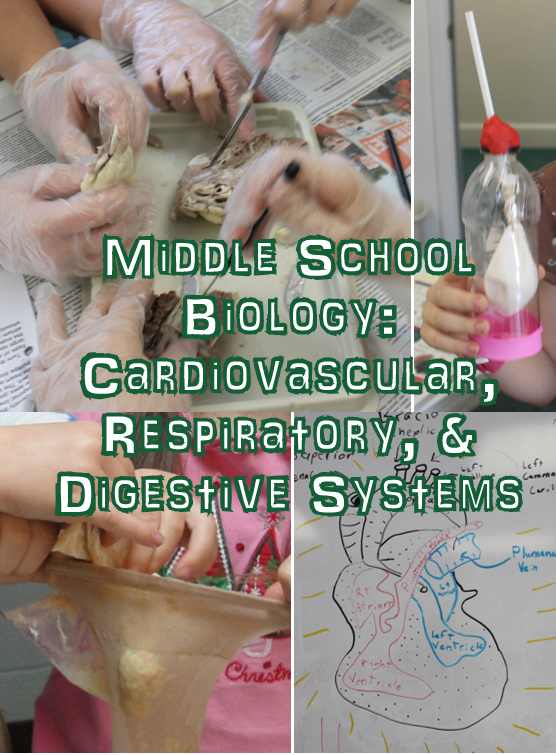 Middle School Biology Lesson on the Cardiovascular, Respiratory, & Digestive Systems 