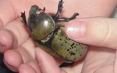 Examining a beetle (which isn't alive)