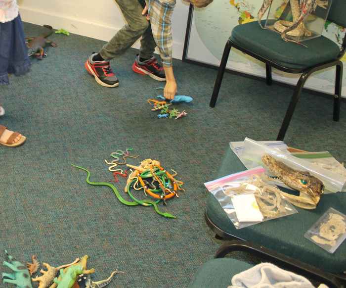 Dividing reptiles into orders