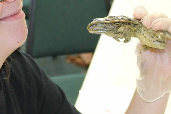 External observation of the frog