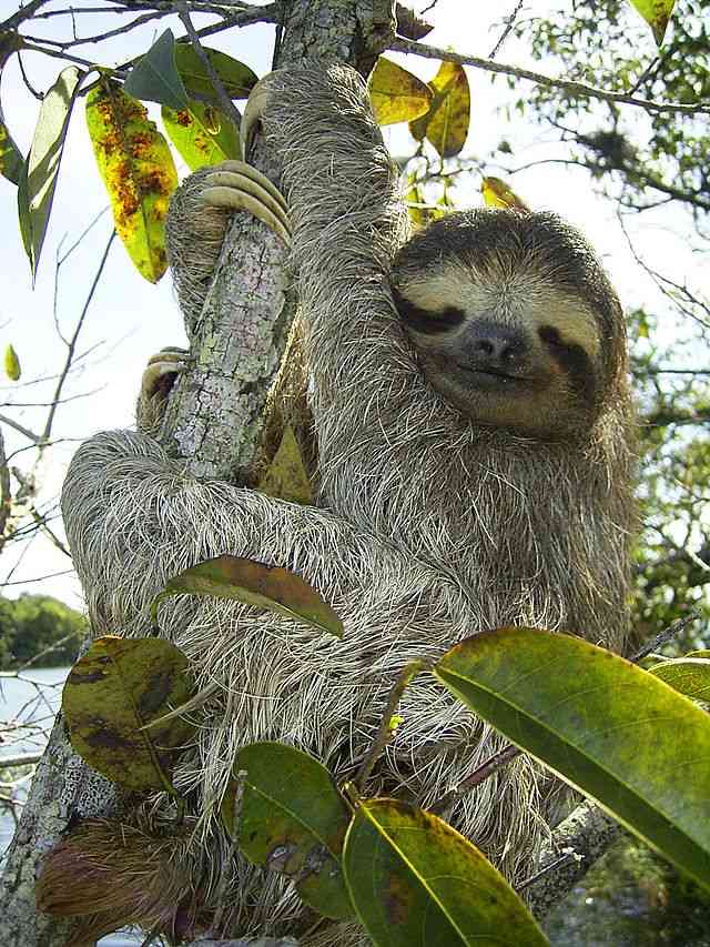 Sloths can be found in the rain forests of Brazil.