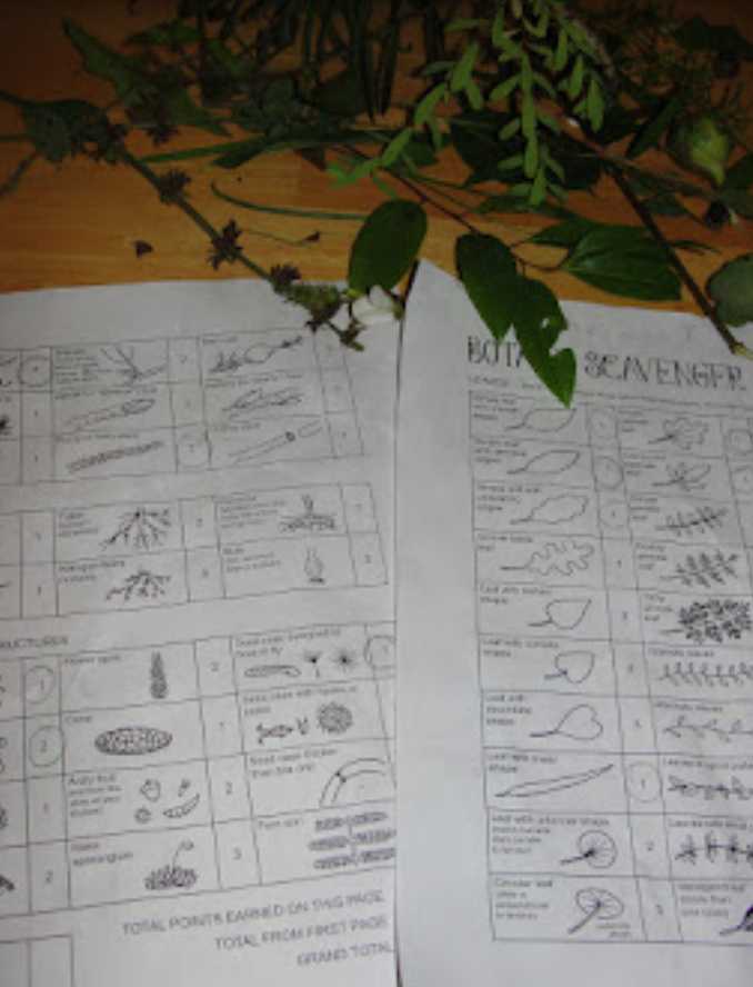 Botany Scavenger Hunt