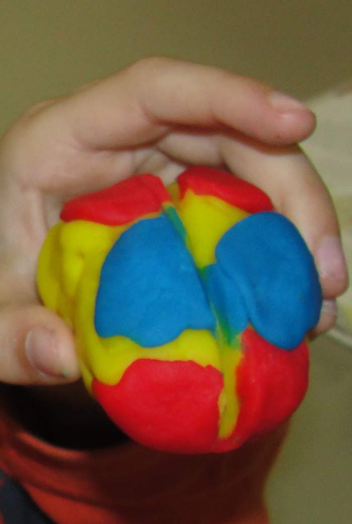 Play-doh model of the 4 lobes of the brain