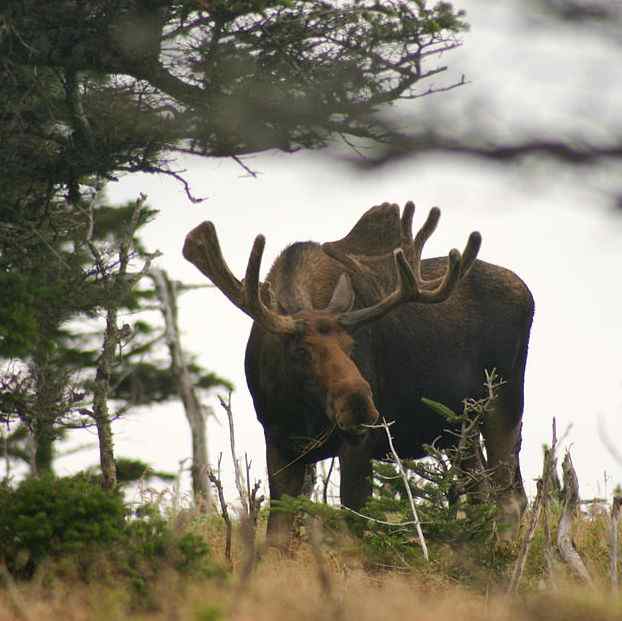 An Eastern Moose