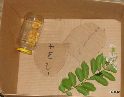 What was inside our Ark