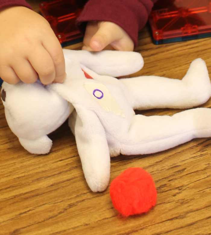 learning-about-the-circulatory-system