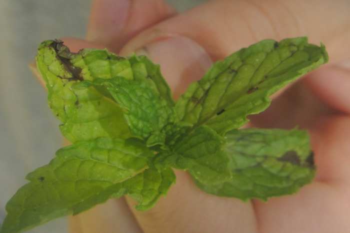 Rolling mint between fingers to smell the mint oil