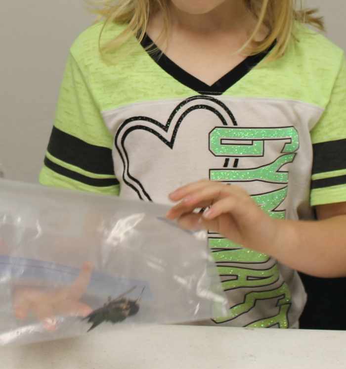 Examining a dead hummingbird someone found in their yard