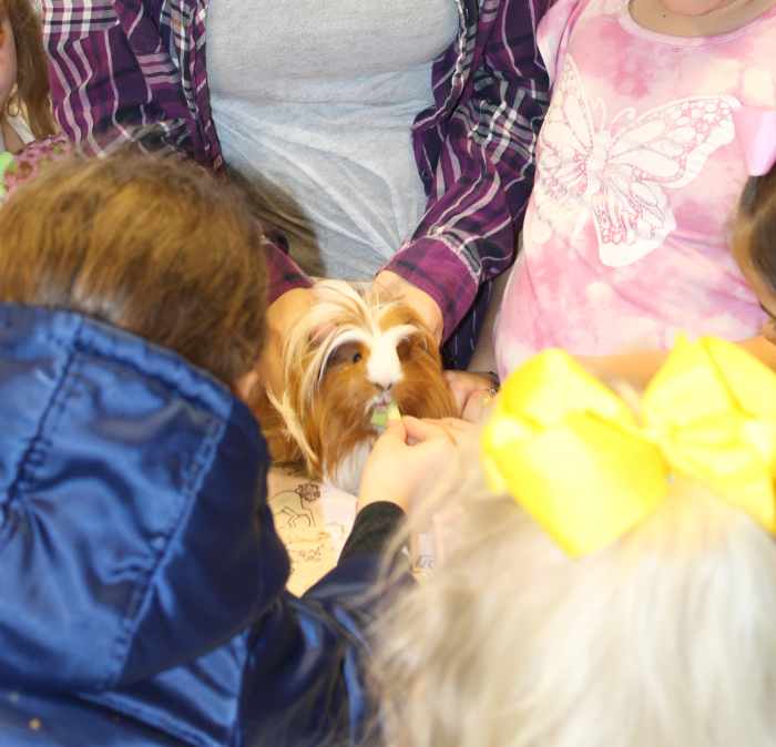 Feeding a pet guinea pig, which is a friendly type of rodent