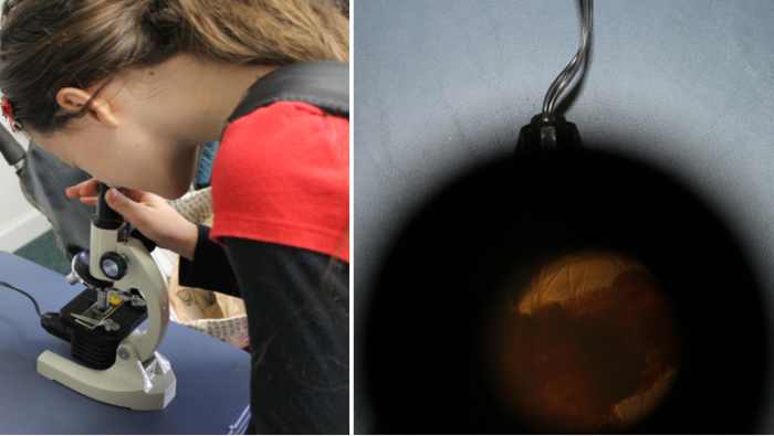 Looking at a mosquito larva (instar) under a microscope