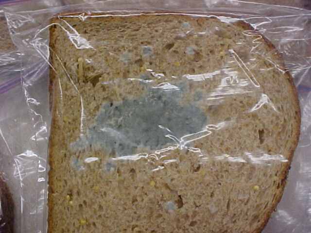 taxonomy-animal-classification-and-invertebrates-lesson-plan