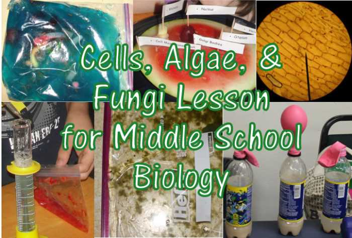 Cells, Algae, and Fungi Lesson for Middle School Biology