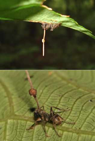 Zombie Fungus, Ophiocordyceps unilateralis