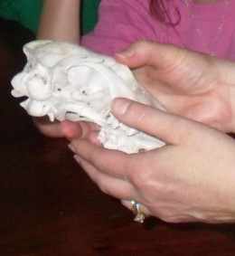 Examining the skull and teeth of a deer
