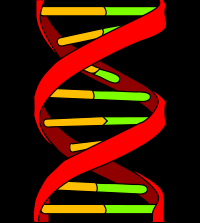 DNA