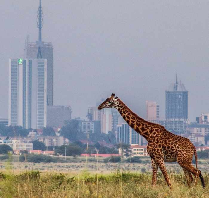 A Maasai Giraffe (the tallest animal in Kenya) with Britam Tower (the tallest building in Kenya) in the background at Nairobi National Park