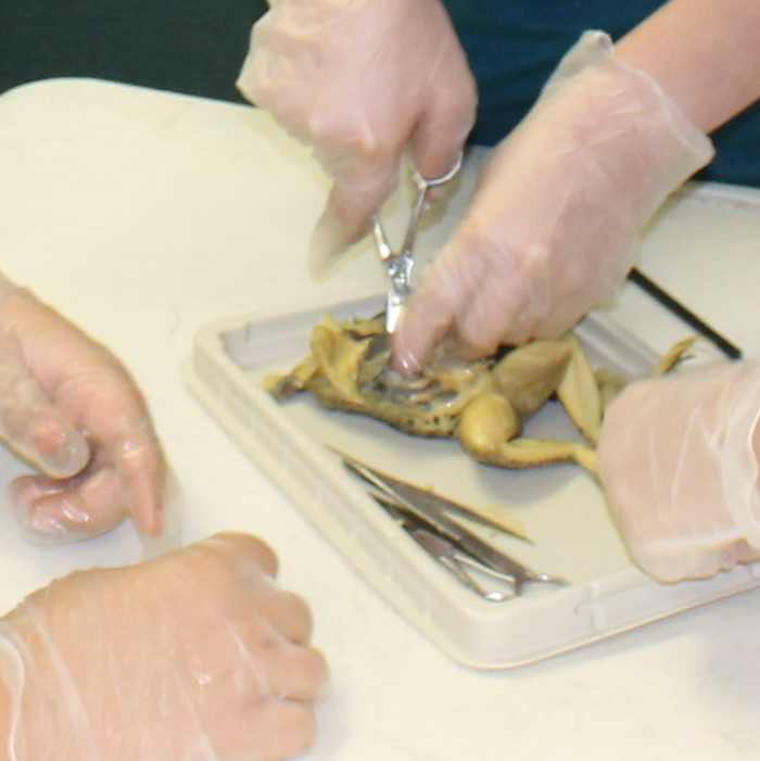 Internal observation of the frog