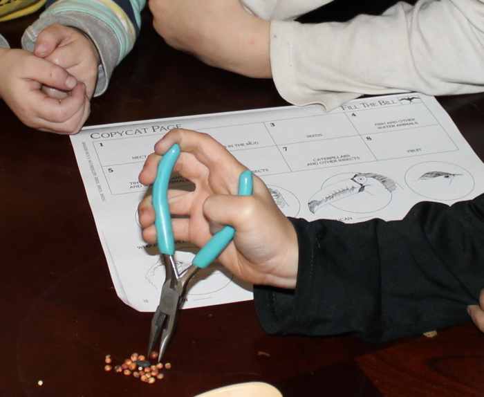 Types of Bird Beaks Activity