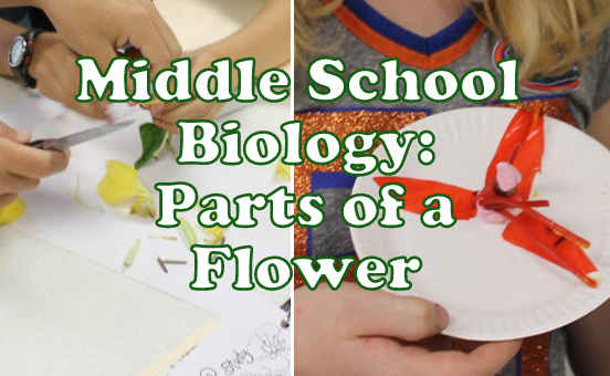 Hands-on Middle School Biology Lesson on Parts of a Flower