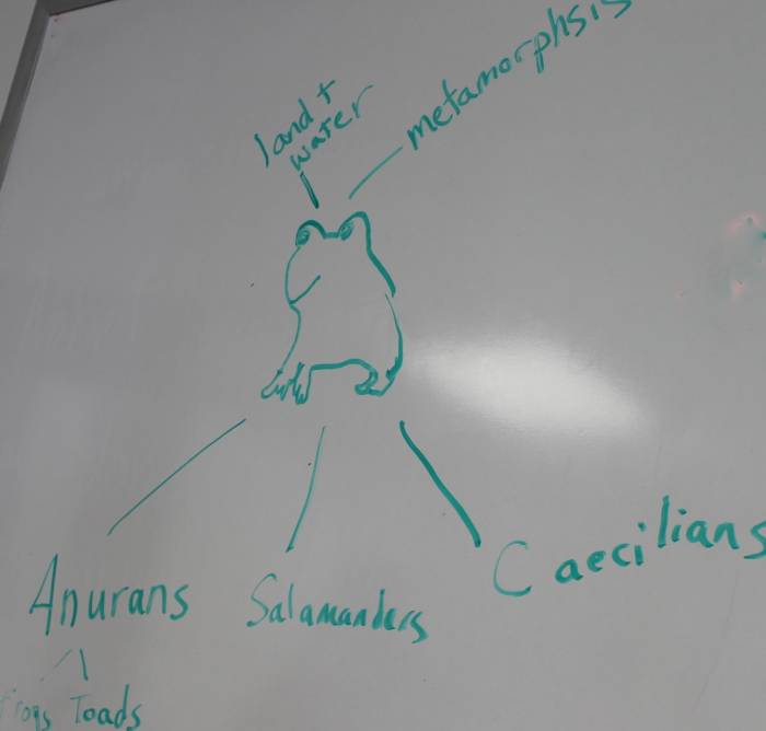 Amphibian overview notes