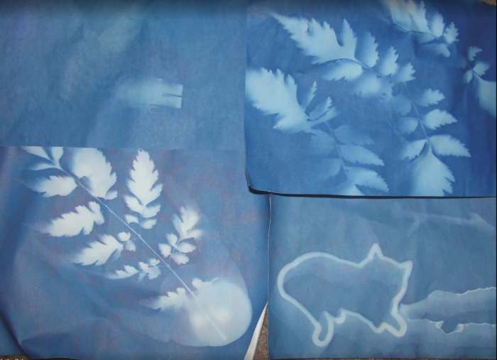 Some of the sun prints from our class